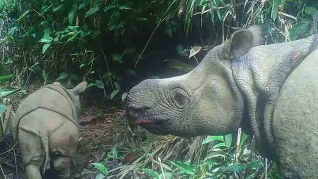 A camera trap image of a new rhino calf in 2020 with its mother.