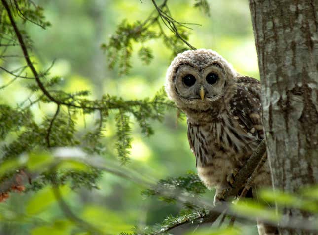 A barred owl chick looks out from behind a tree in Maine.