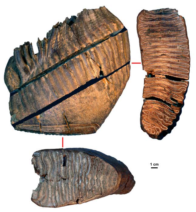 Million-Year-Old Mammoth Teeth Contain Oldest DNA Ever Found