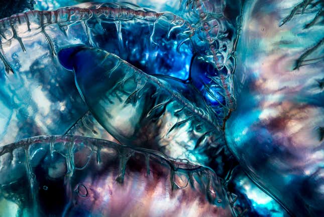 Zooids: Faces of Tiny Warriors