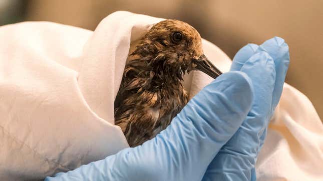 A staff of California Department Fish &amp; Wildlife examines a contaminated Sanderling from the oil spill in Huntington Beach, Calif., on Monday, Oct. 4, 2021.