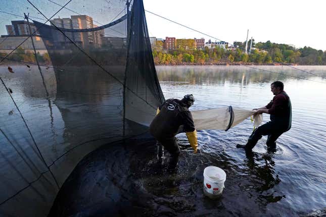 FILE - Darrell Young and his son, Dustin, set up a fyke net to capture baby eels migrating upstream on the Penobscot River in Brewer, Maine, May 15, 2021. Fishermen who harvest one of the most valuable marine species in the country hoped to see a bump in quota in 2025, but regulators said Monday, Feb. 5, 2024, the tight restrictions on the baby eel fishery are likely to stay the same. (AP Photo/Robert F. Bukaty, File)