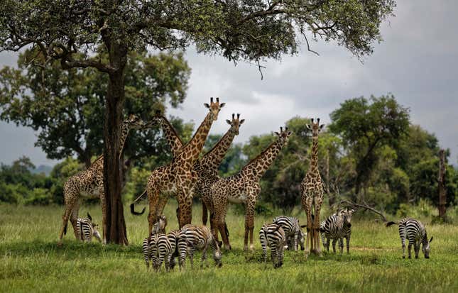 FILE - Giraffes and zebras congregate under the shade of a tree in the afternoon in Mikumi National Park, Tanzania on March 20, 2018. The World Bank has suspended funding for a tourism project in Tanzania that caused the suffering of tens of thousands of villagers, according to a U.S.-based rights group that has long urged the global lender to take such action. (AP Photo/Ben Curtis, File)