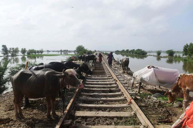 Livestock is seen secured to an elevated railway track in a flooded area after heavy monsoon rains in Jacobabad, Sindh province, on August 26, 2022. 