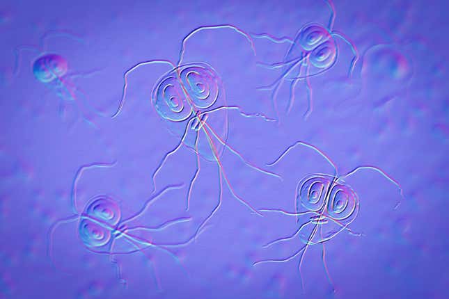 An illustration of Giardia parasites.