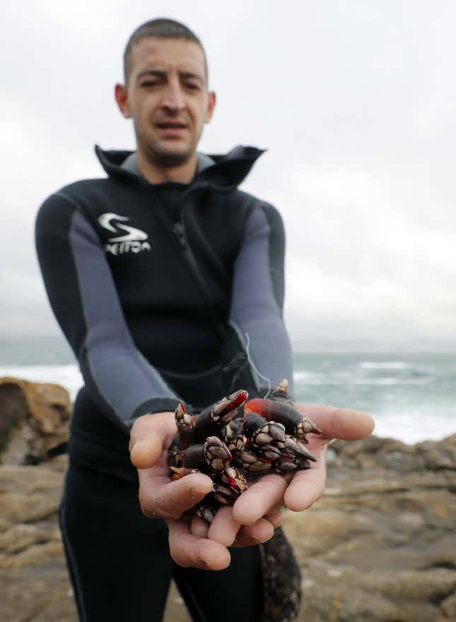 A ‘percebeiro’ shows his Goose barnacles hunted ahead of Christmas celebrations in the rough waters of Cape Roncudo.