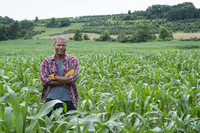 A man stands in a field of corn on an organic farm.