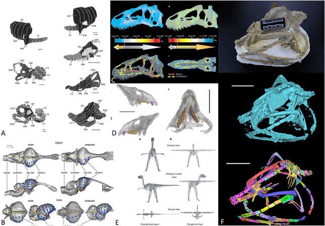 Protoceratopsian skulls segmented with the use of deep-learning models.
