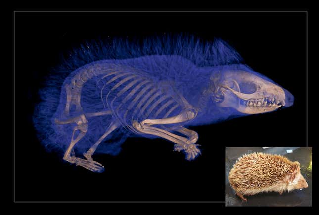 One of the many mammals scanned by the oVert project.