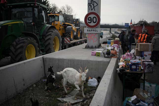 FILE - Goats graze at a highway barricade in Aix-en-Provence, southern France, Thursday, Feb. 1, 2024. (AP Photo/Daniel Cole, File)