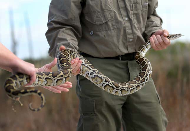  A Burmese Python being held by wildlife experts during a press conference in the Florida Everglades about the non-native species on January 29, 2015 in Miami, Florida. 