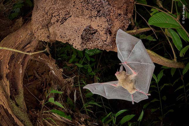 Image for article titled Pick the Best Image in This Nature Photography Contest