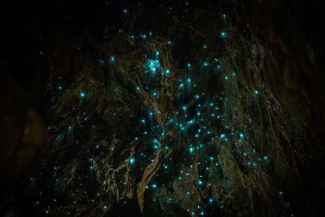 A cave ceiling glowing with blue dots.