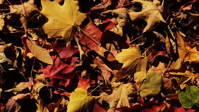 A photo of various brown, orange and red colored leaves on the floor in fall. 