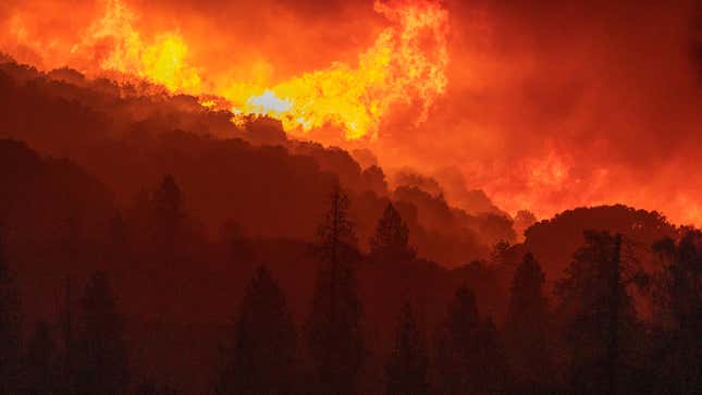 Flames incinerate a forest as the Creek Fire rapidly expands on Sept. 8, 2020 near Shaver Lake, California.