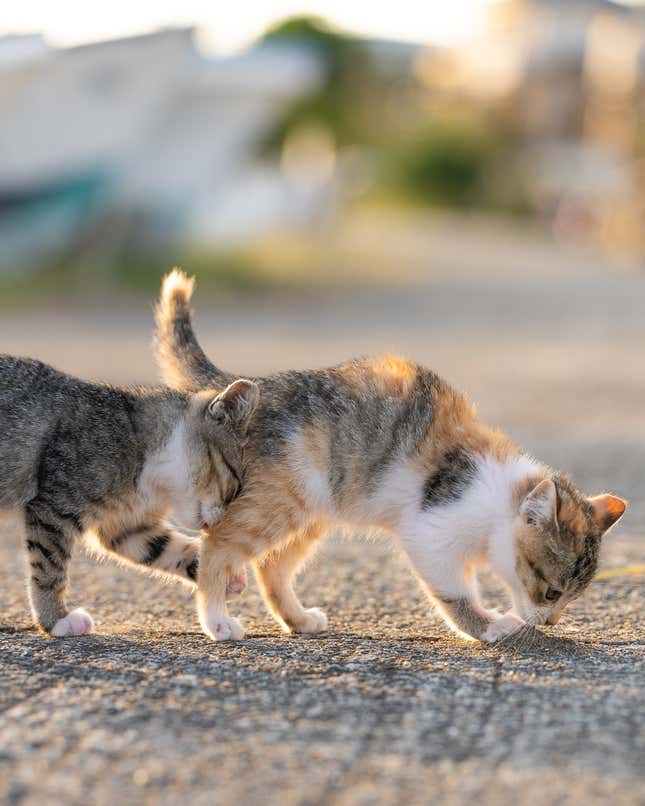 A kitten bumping its head into the butt of a cat in front of him.