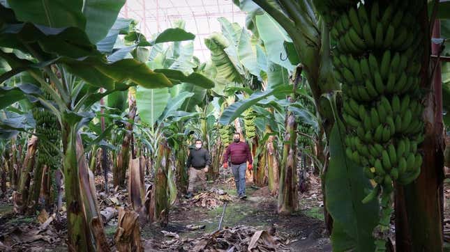 Workers collect bananas in a greenhouse