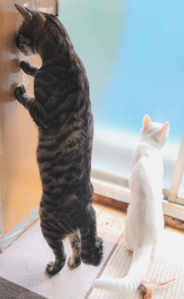 Two cats on their hind legs.