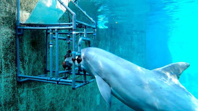Dolly, el delfín, apoyando su mandíbula en una barra de metal. La configuración se utilizó para probar el sentido de electrorecepción del delfín en una serie.  de experimentos.
