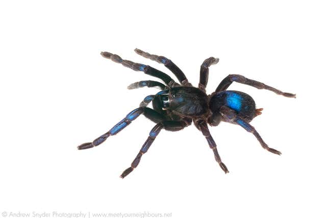 This amazing blue tarantula is a new spider species—but did researchers  break the law when they studied it?, Science