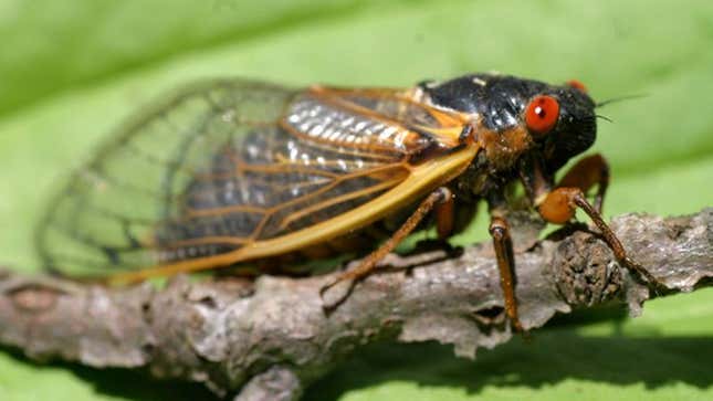 Image for article titled 17-Year Cicadas Horrified To Learn About 9/11