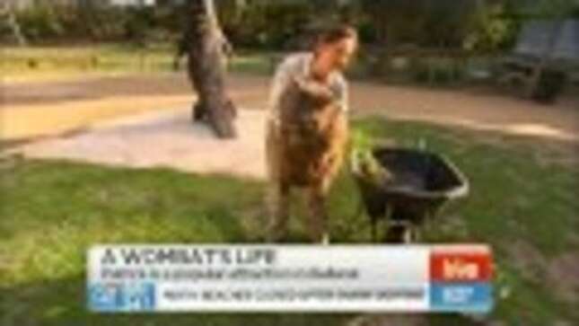 Celebrate Patrick the Wombat's Birthday By Watching Him Eat Cake
