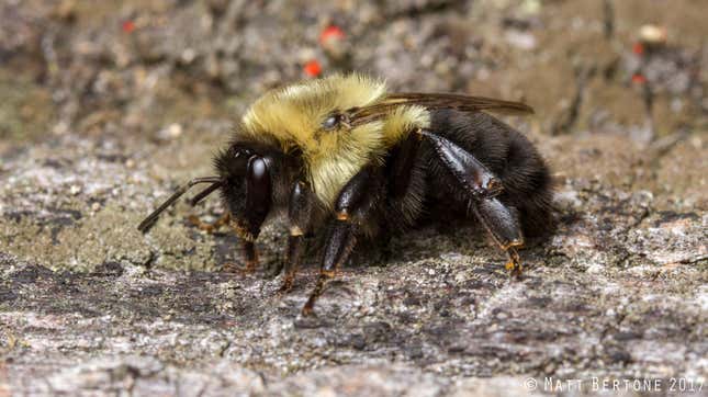 Image for article titled These Insects Are Not 'Murder Hornets' So Please Stop Killing Them