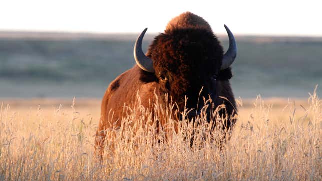 Image for article titled Exclusive Interview With the Buffalo That Attacked a White Woman Trying to Colonize a Bison Herd