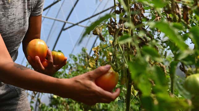 Image for article titled Black Farmers, Civil Groups ‘Enraged’ After Joe Biden Selects Tom Vilsack Over Rep. Marcia Fudge to Head USDA