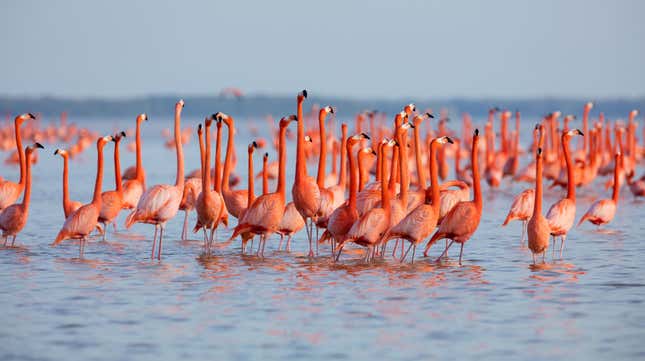 Image for article titled Never trust a really pink flamingo