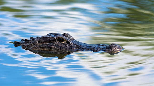 Image for article titled Florida alligator crashes picnic, houses guacamole