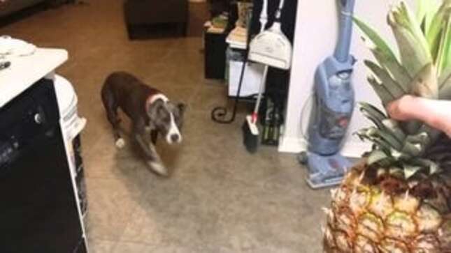 Brave Dog Stands Up to Suspicious Pineapple