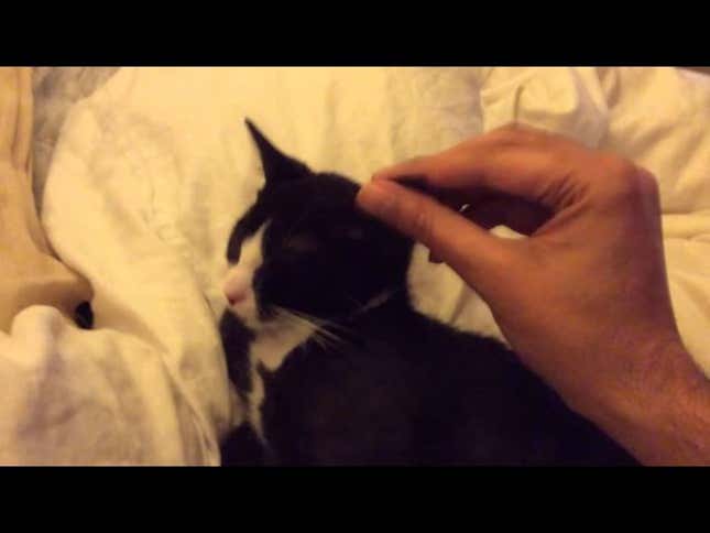 Watch the World's Sleepiest Kitten Try To Wake Up