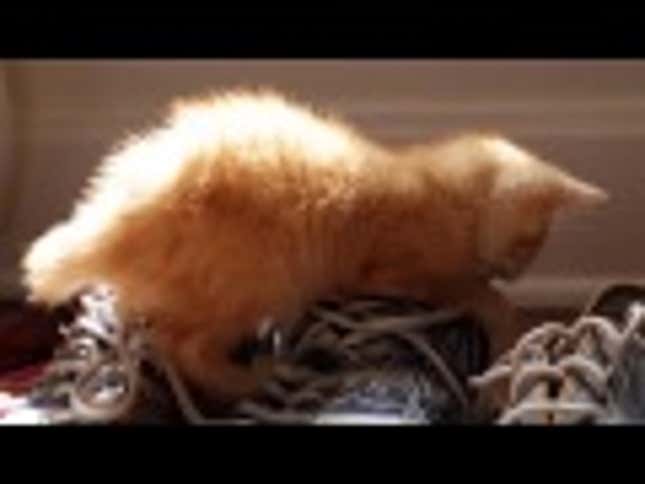 ‘Dear Kitten’ Is the Rite of Passage Cat Video We Never Knew We Needed