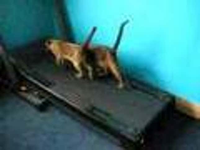 Two Girls, One Cup? Meet Two Cats, One Treadmill