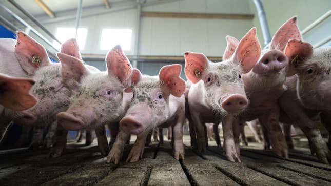 Pigs peering at camera