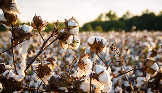 Image for article titled Rochester Teacher Placed On Leave After Forcing Black Students to Pick Cotton