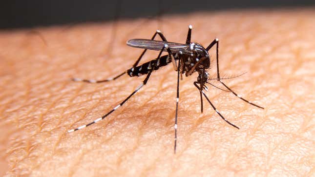 Image for article titled Florida Is Now Using Drones to Fight Mosquitoes