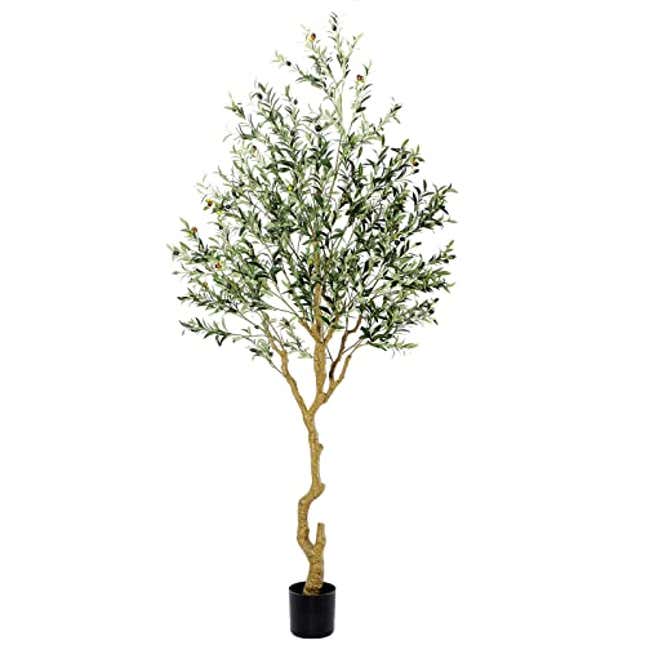 Image for article titled Decorate Your Room with the Elegant Olive Tree, 20% Off Today