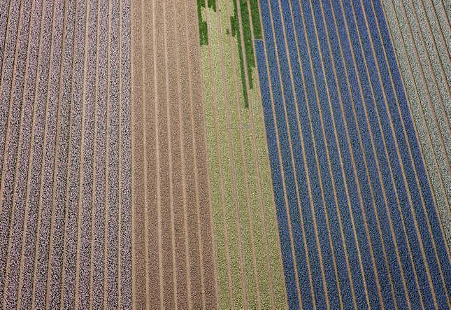 Image for article titled The soothing, hypnotic colors of tulip season, seen from above