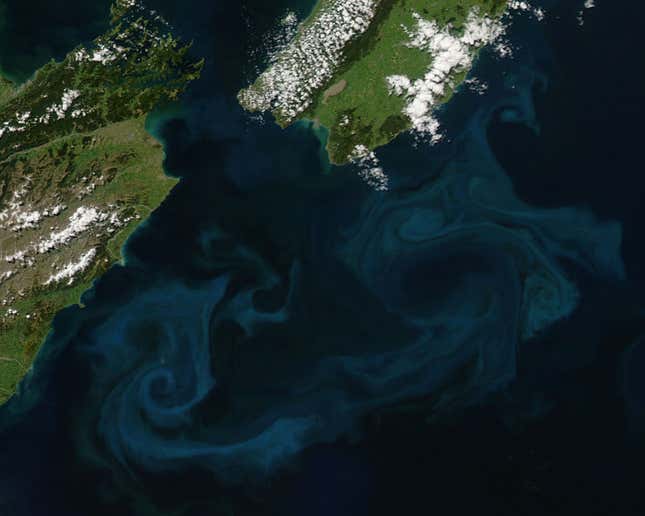 Image for article titled The surreal swirls of ocean plankton blooms, seen from space