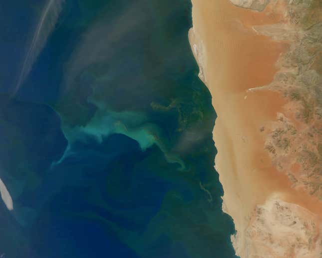 Image for article titled The surreal swirls of ocean plankton blooms, seen from space