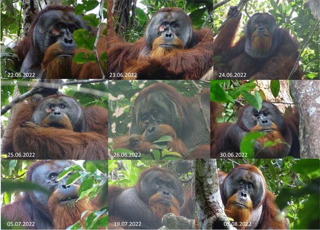 Orangutan Rakus'un Fibraurea tinctoria kullanılarak yapılan başarılı ilk yardım tedavisi öncesinde, sırasında ve sonrasındaki anlık görüntüleri.