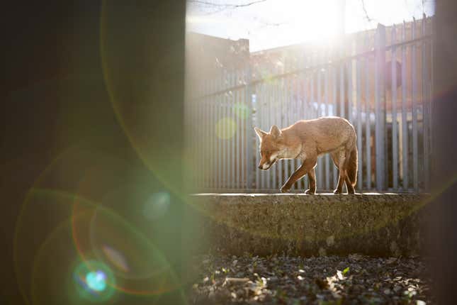 A female fox walks near a substation in Bristol.