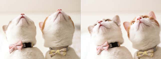 Just whiskers.