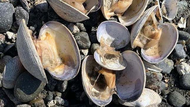 Several clams lay open on the ground with their meat evidently cooked by the sun [photo shared with permission by the Hama Hama Company]