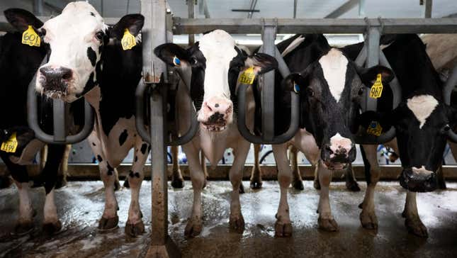 Cows stand in the milking parlor on the Ted and Megan McAllister dairy farm, Monday, July 24, 2023, in New Vienna, Iowa.