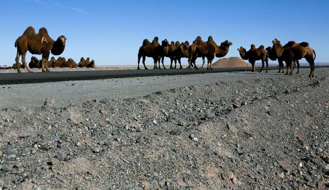 Camels near the Oyu Tolgoi Mine