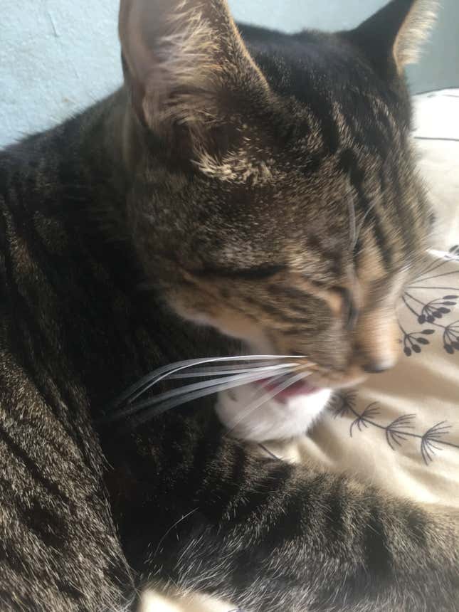 Image for article titled Just Some Nice Pictures of Our Pets to Look at For No Particular Reason