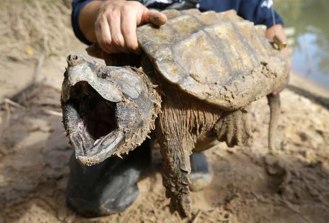 FILE - A male alligator snapping turtle is held after being trapped by the Turtle Survival Alliance-North American Freshwater Turtle Research Group, Saturday, Nov. 24, 2018, as part of the process of tagging turtles. The species is among dozens under consideration for federal protections. The Biden administration on Thursday, March 28, 2024, restored a rule that gives blanket protections to species considered threatened with extinction. (Melissa Phillip/Houston Chronicle via AP, File)